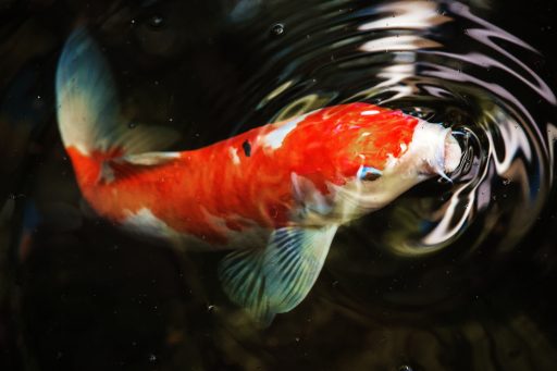 Koi vissen kopen bij Dani koi