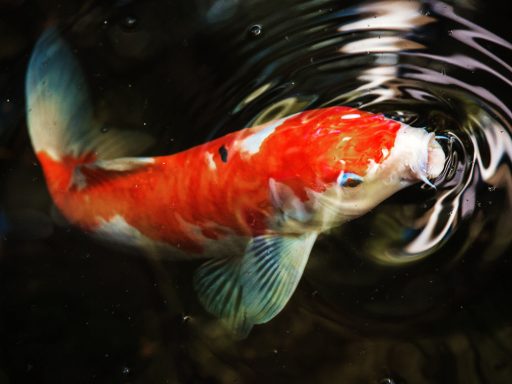 Koi vissen kopen bij Dani koi